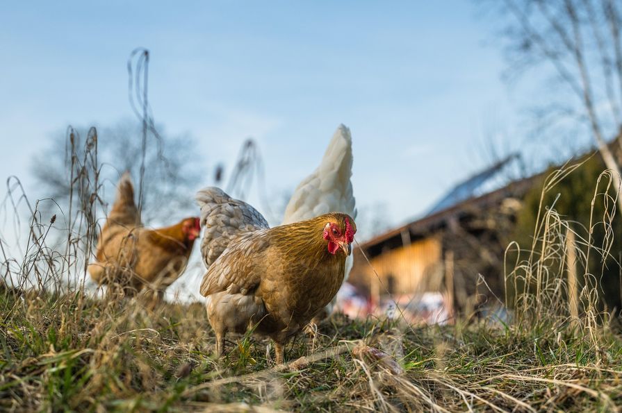 Geflügelgehege mit Hühnern