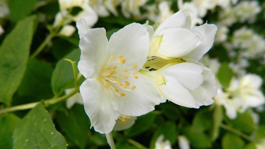Weiße Blüten des Falschen Jasmins (Philadelphus), auch als Pfeifenstrauch bekannt, mit gelben Staubblättern und grünen Blättern im Hintergrund