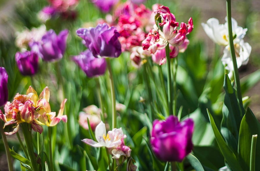 Lila, pink und weiße Blumen