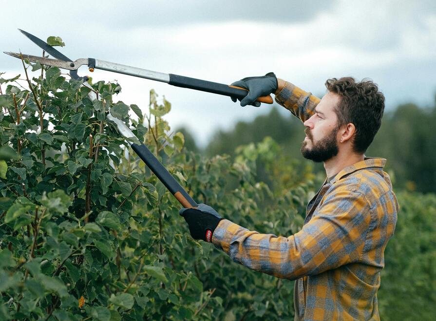 Mann schneidet Krone von Busch ab