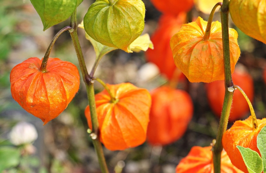 37+ Vor Dem Überwintern Eines Feigenbaumes Früchte Abmachen, In