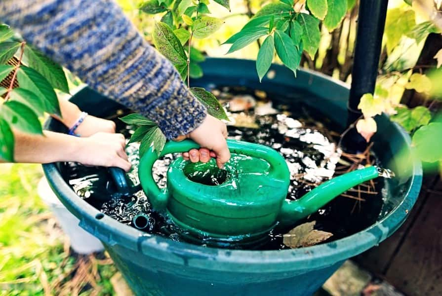 Regenwasser zur Bewässerung