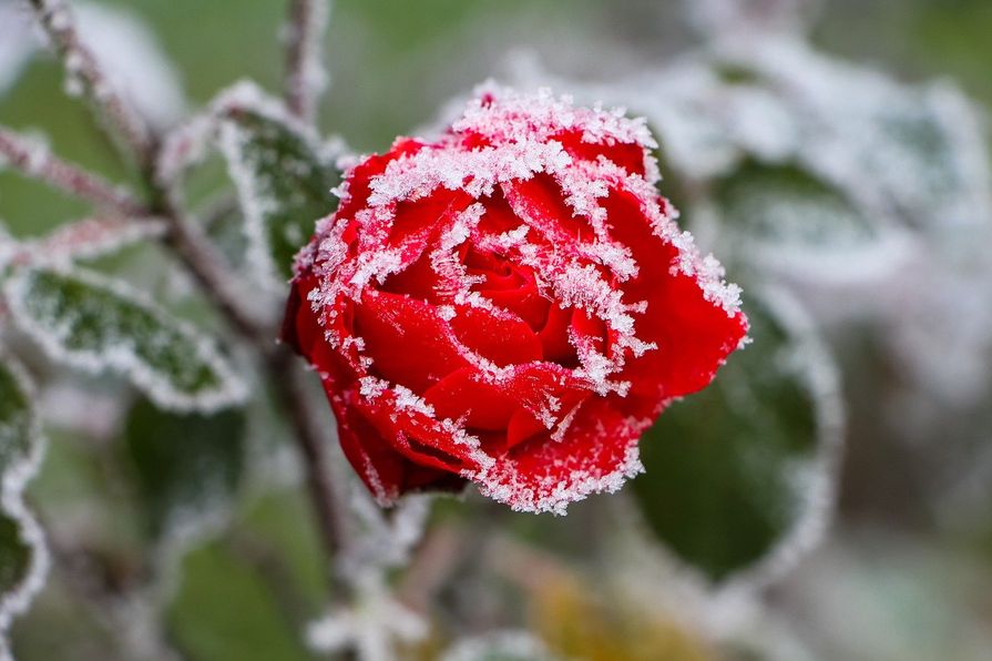 Rose mit Raureif bedeckt