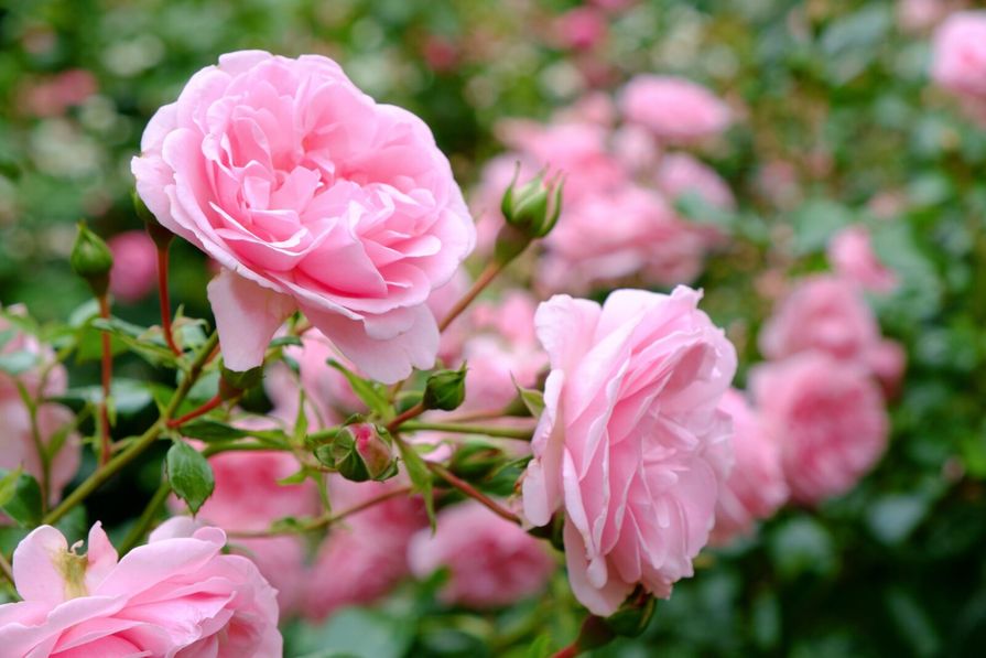 Rosen im Garten