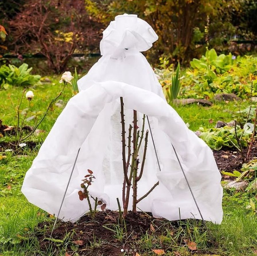 Überwinterung von Rosen