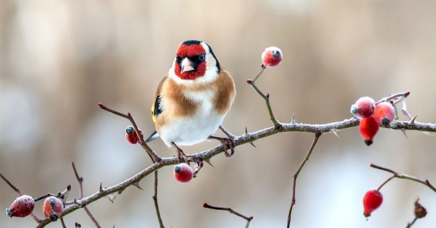 Vogel auf einem Baum