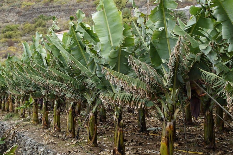 So machen Sie eine Bananenstaude, eine Eukalyptus Pflanze oder eine Thuja winterfest