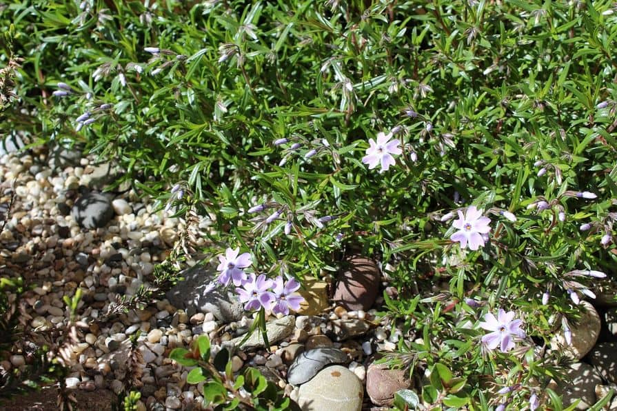 Naturhochbeet im Ökogarten