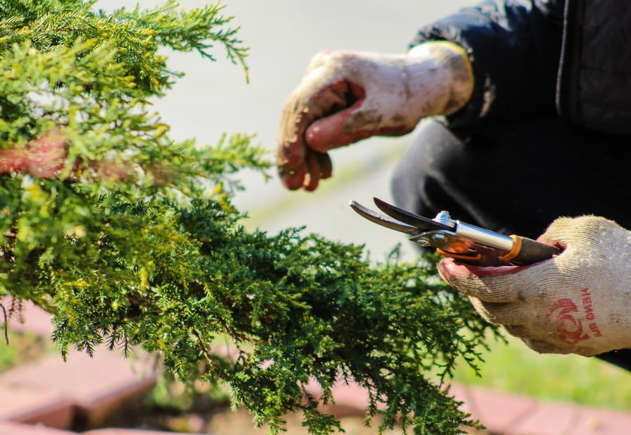 Hände mit Gartenschere vor Busch