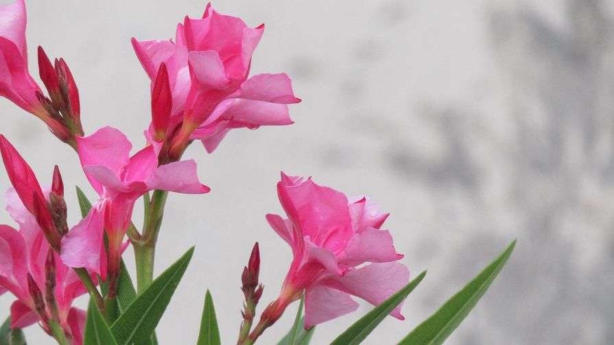Blühender Oleander