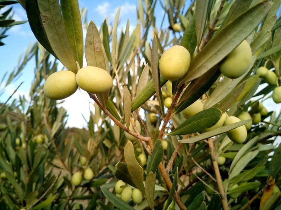 Olivenbaum im Garten
