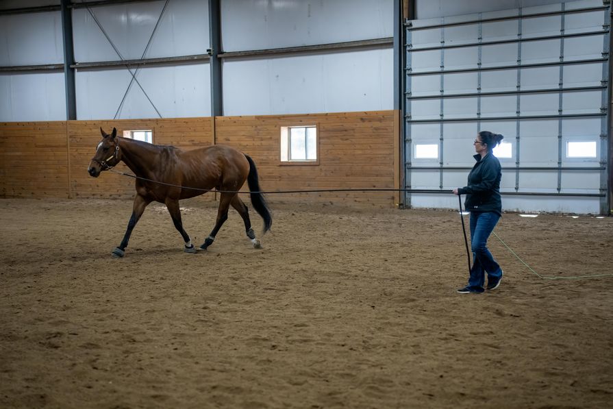 Pferdetraining im Paddock