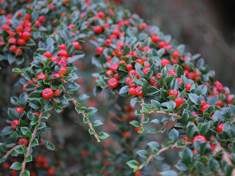 Pflanzen zur Befestigung (Cotoneaster)