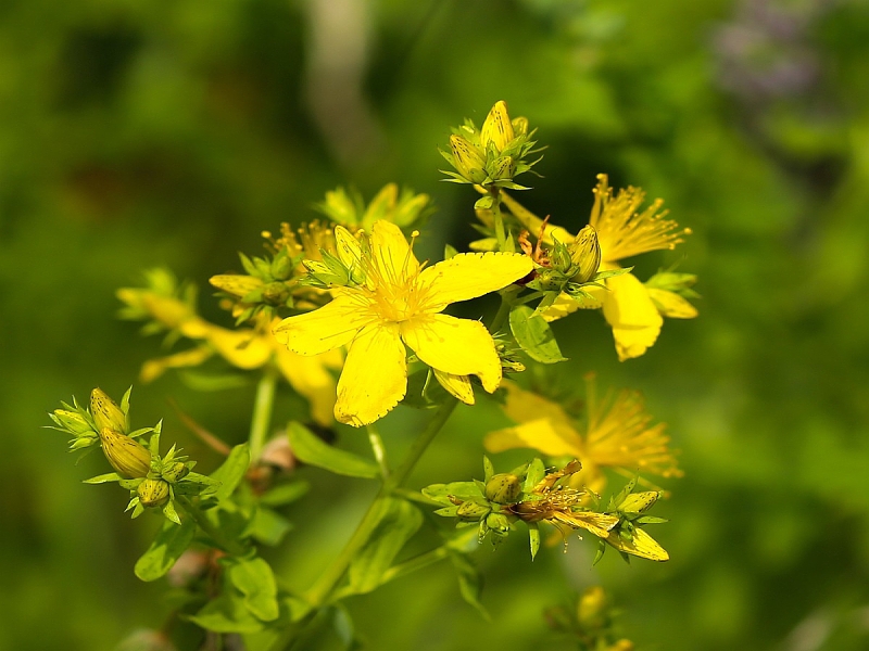 Pflanzen zur Befestigung (Hypericum)