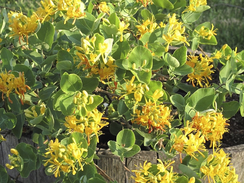 Pflanzen zur Befestigung (Lonicera)