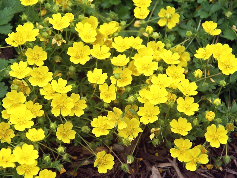 Pflanzen zur Befestigung (Potentilla)