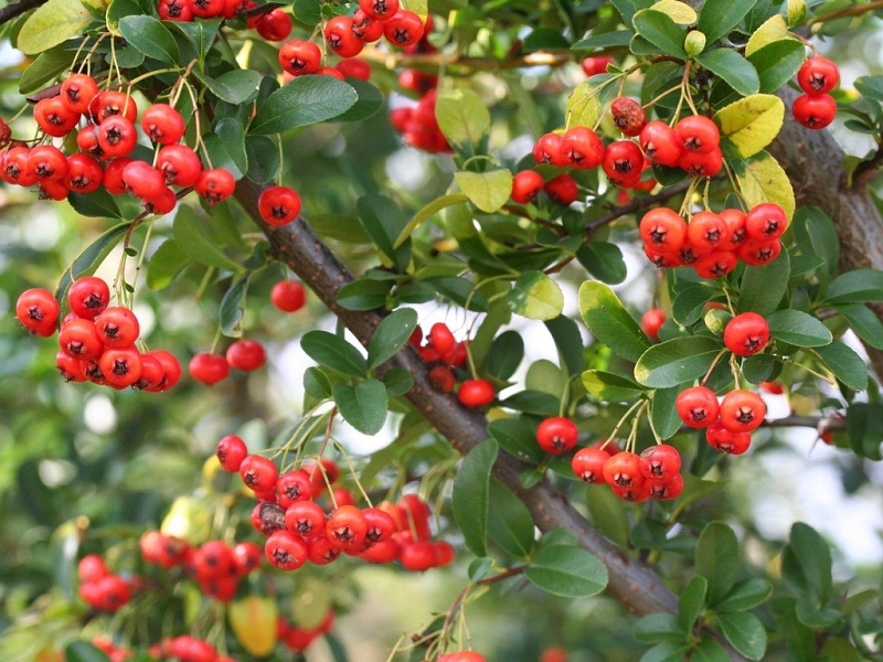 Pflanzen zur Befestigung (Pyracantha)