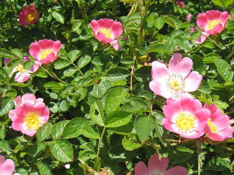 Pflanzen zur Befestigung (Rosa Canina)