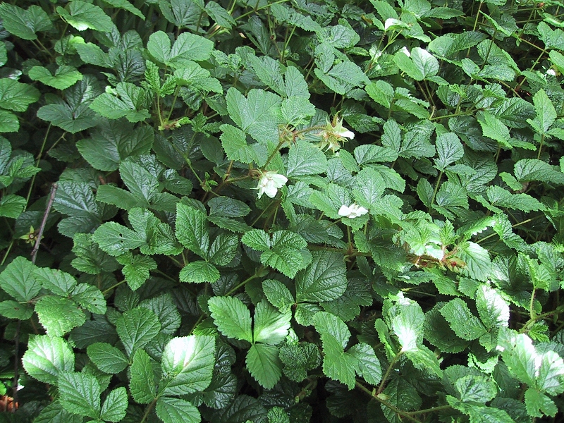 Pflanzen zur Befestigung (Rubus)