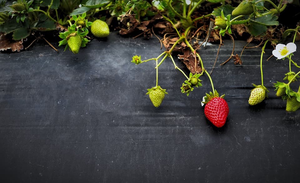 Schwarzer Unkrautvlies unter Erdbeeren