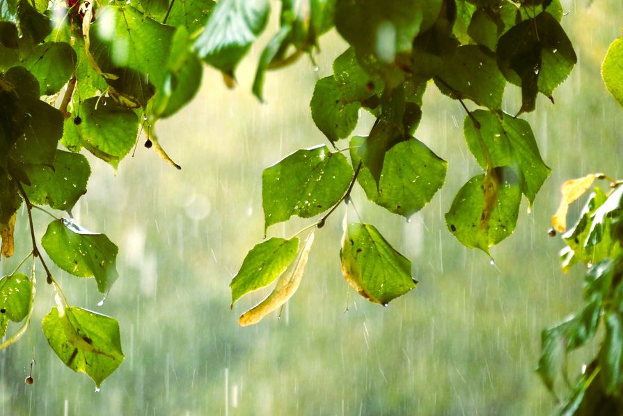 Gartenpflanzen durchnässt vom Starkregen