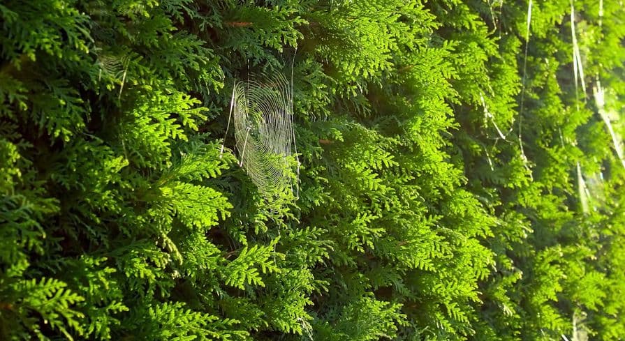 Thuja-Hecke