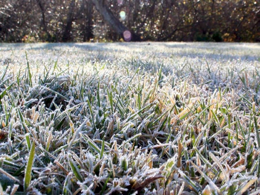 Überwinterungsrasen