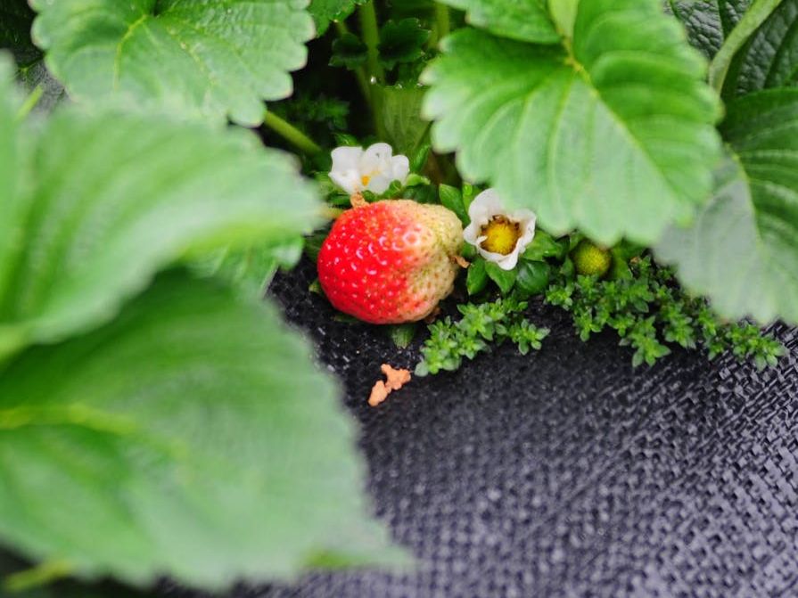 Erdbeeren anbauen auf Unkrautvlies im Garten