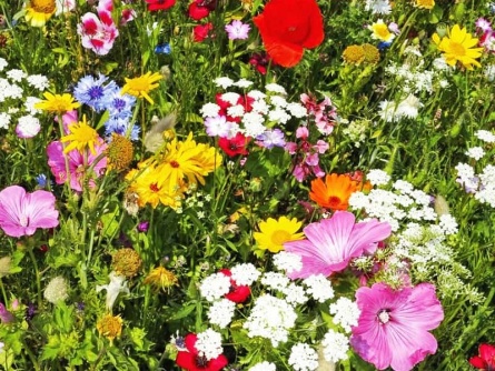 easygreen Meadow Dreams