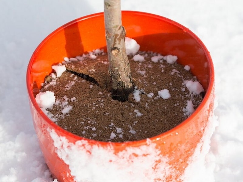 Kokosfaser-Mulchscheibe – Coir Fiber Ring