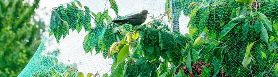 Schutznetze günstig kaufen